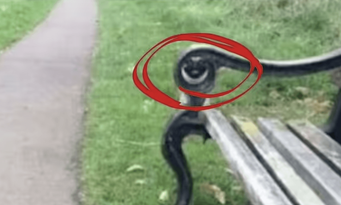 Questo è il cane/foto nascosto tramite TikTok/edaiibuggout1